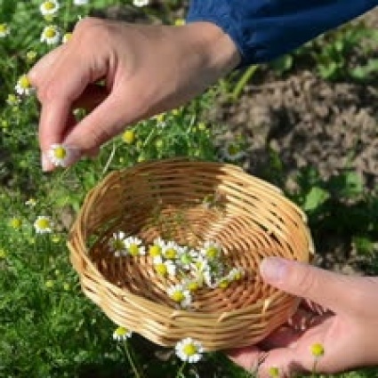 Sakupljač/uzgajivač ljekovitog bilja