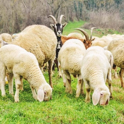 UZGAJIVAČ KOZA I OVACA